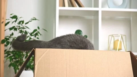 A gray cat jumps into a cardboard box. The cat jumps into his favorite cardboard Stock Footage 217416013