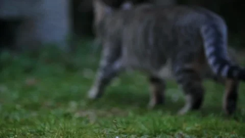 GRAY CAT JUMPS ON A STONE BENCH IN THE GARDEN, FULL HD SLOW MOTION Stock-Footage 127547489