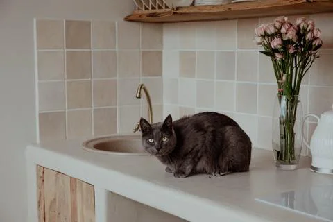 Gray cat in kitchen looking at the camera Stock Photos