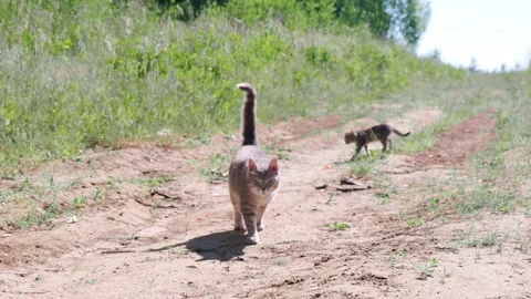 A gray cat with a kitten is walking along a rural path, in a park, looking at Stock Footage 202057524