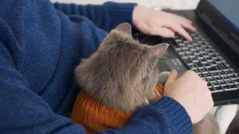 A gray cat in a knitted sweater, clothes for cats sits on the hands of his owner Stock Footage 171376757