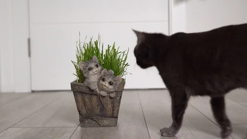 Gray cat (Korat breed) is coming to the flowerpot with freshly grown green grass Stock Footage 129258554