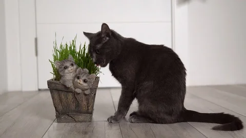 Gray cat (Korat breed) eats freshly grown green grass (wheat sprouts) from a pot Stock Footage 129257975