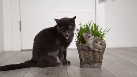 Gray cat (Korat breed) eats freshly grown green grass (wheat sprouts) from a pot Stock Footage 129258100
