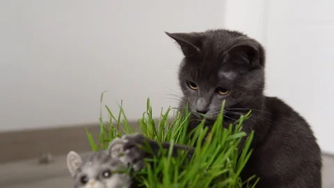 Gray cat (Korat breed) eats freshly grown green grass and plays with the pot Stock Footage 129258215