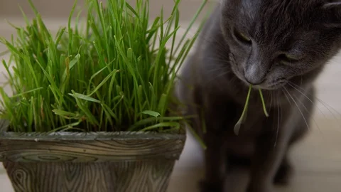 Gray cat (Korat breed) eats freshly grown green grass (wheat sprouts) from a pot Stock Footage 129258376