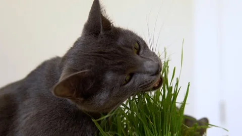 Gray cat (Korat breed) eats freshly grown green grass (wheat sprouts) from a pot 動画素材 129258476