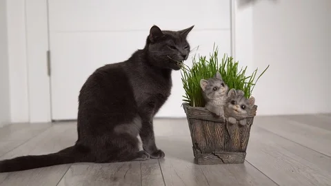 Gray cat (Korat breed) eats freshly grown green grass Stock Footage 129258632