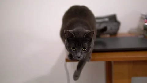 A gray cat of the Korat breed prepares to jump, then jumps in slow motion. 動画素材 143030766