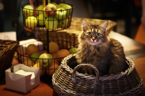 Gray cat lay in wicker cat bed basket on the table with apples and oranges Stock Photos