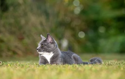 Gray cat laying down in the grass Foto stock