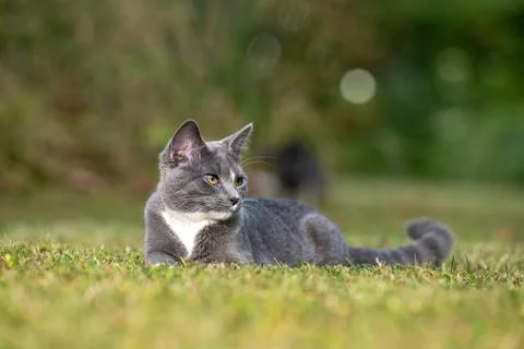 Gray cat laying down in the grass 库存照片