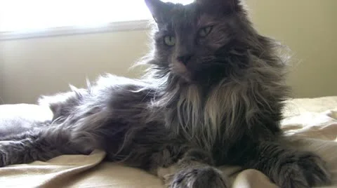 Gray cat laying in sunlight on bed Stock Footage 10677905