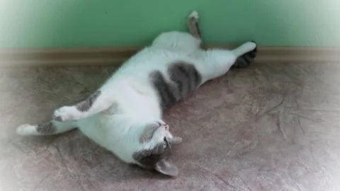 Gray cat laying upside down and rolling Stock Footage 136377678