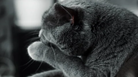 Gray Cat Licking Paw and Grooming at Home Vídeo Stock 345292014