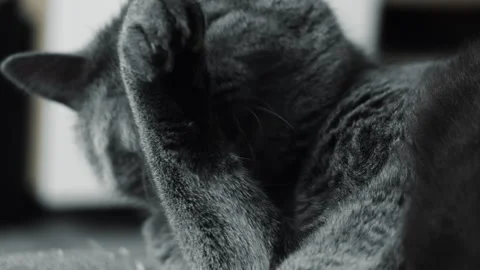 Gray Cat Licking Raised Paw During Grooming at Home Видео 345293129