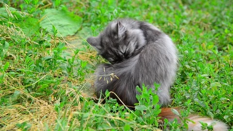 Gray cat licking Wool on nature Stock Footage