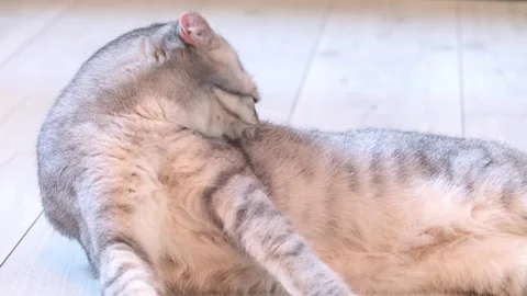 A gray cat licks its fur while lying on the parquet at home. Stock-Footage 255124936