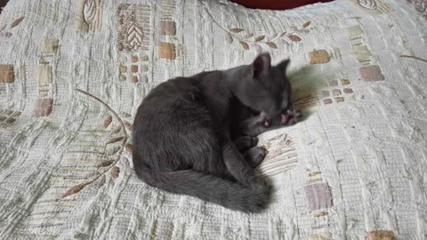The gray cat licks its paw after sleeping and washes itself with it. Stock-Footage 204148045
