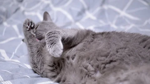 Gray cat licks its paw Stock Footage 306778208
