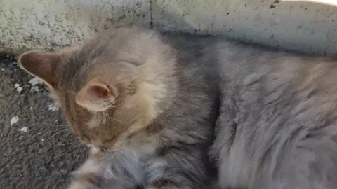 The gray cat licks the wool and lies on the street. Video stock 220105794