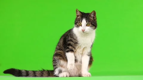 Gray cat licks wool on a green background Video stock 103807802