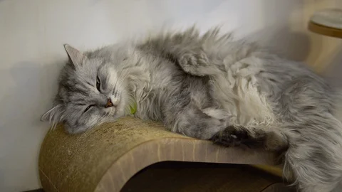 The gray cat lies against the wall at the site. The cat falls asleep. Vidéo 126241246