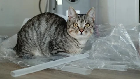Gray cat lies among packaging bags Video stock 305947489