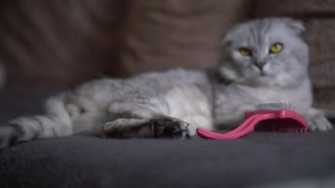 Gray cat lies on the bed Vídeos de archivo 145943578