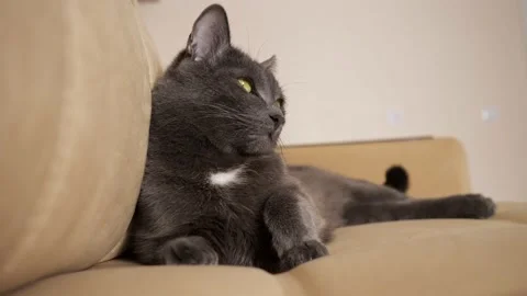 Gray cat lies on a beige sofa Stock Footage 139607345
