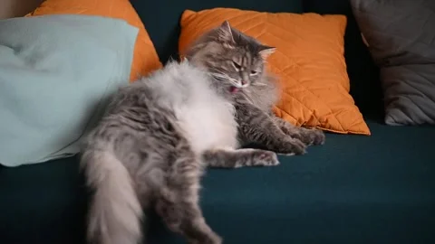 A gray cat lies on a couch among colorful cushions. The cat moves slightly and Stockbeeldmateriaal 337101096