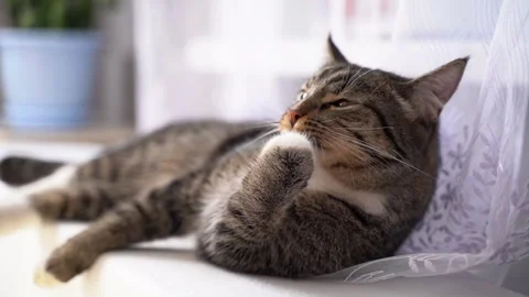 A gray cat lies down and washes itself in a home interior, licking its paw. Stock Footage 326357312
