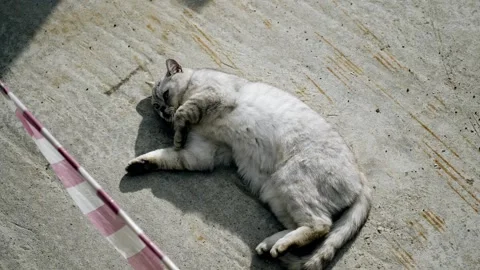 The gray cat lies down on the road and lies and spins around itself Stock Footage 334388461