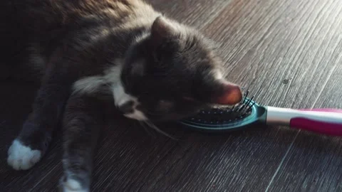 Gray cat lies on floor and play. Stock Footage 154674403