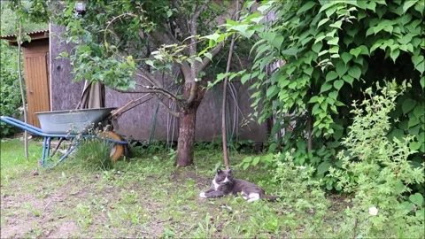Gray cat lies on the grass and looks around-18.07 Stock Footage 252204098