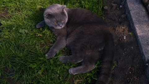 Gray cat lies on the grass 스톡 동영상 80541101