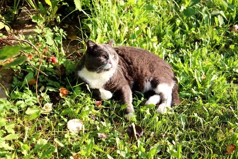 A gray cat lies on the grass, looking wide-eyed and surprised in an autumn .. Stock Photos