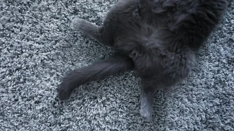 Gray cat lies on a gray carpet Stock Footage 138286338