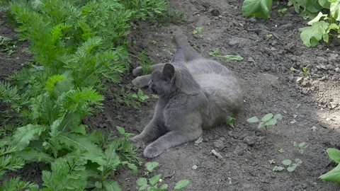 Gray cat lies on the ground 스톡 동영상 82393440