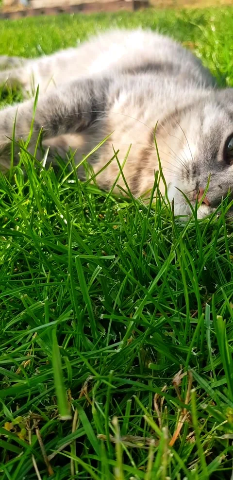 Gray cat lies on the lawn Stock Footage 141127241