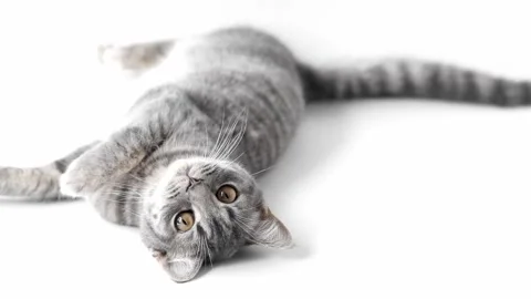 Gray cat lies on a light background Video stock 220520659