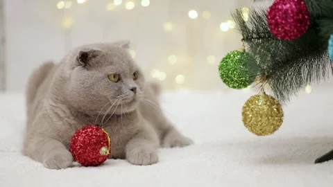 Gray cat lies next to the christmas tree on bokeh background Stock Footage 248782845
