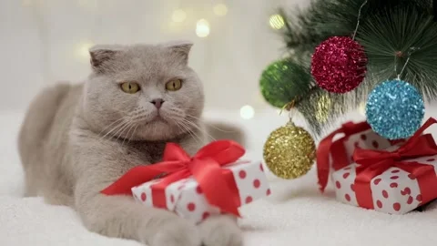 Gray cat lies next to the christmas tree on bokeh background Video stock 248782873