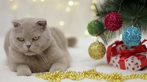 Gray cat lies next to the christmas tree on bokeh background 스톡 동영상 248782874