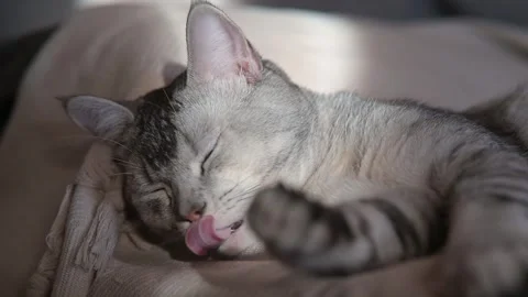 A gray cat lies on a soft surface with closed eyes, enjoying a moment of rest. Видео 337101301