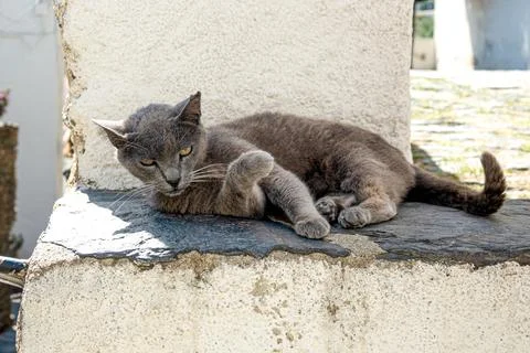A gray cat lies on a stone surface in the sun. Cadaques, Spain 库存照片