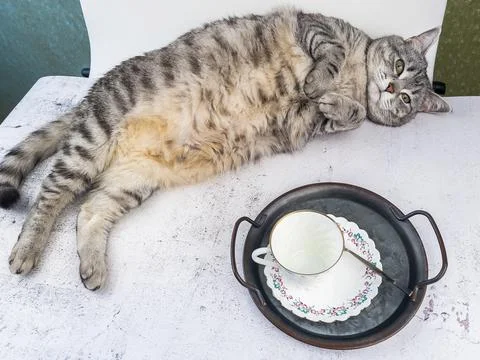 A gray cat lies on a table served for coffee Stock Photos