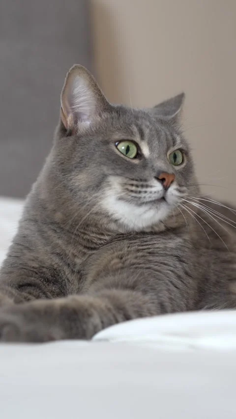 A gray cat lies on a white bed in a sphinx pose, yawns, and then turns away. Stock Footage 300358368