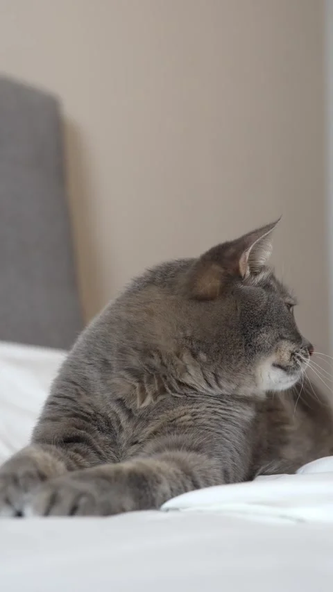 Gray cat lies on a white bed in a sphinx pose, yawns, and turns away Stock Footage 300358393