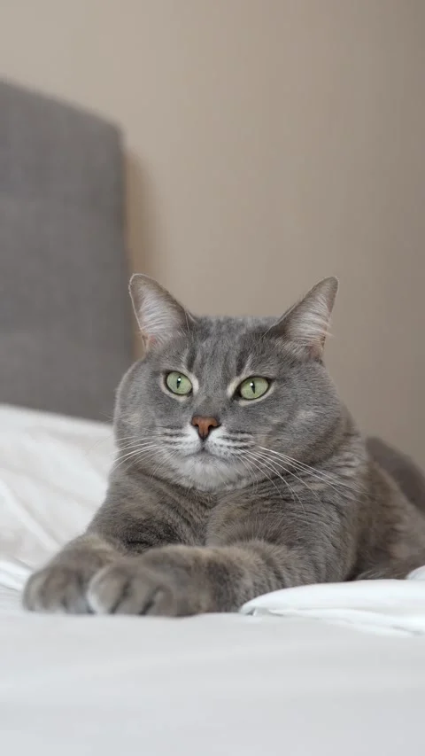 Gray cat lies on a white bed in a sphinx pose and looks towards the camera Video stock 300358501